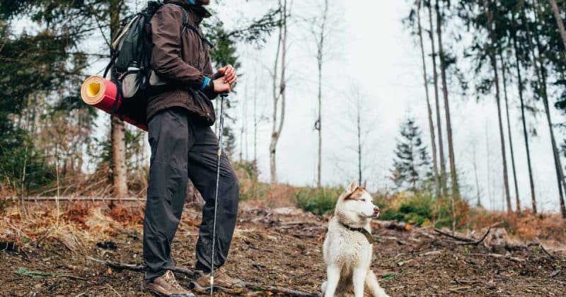 טיול יומי עם הכלב – הליכות או ריצות ארוכות עם הכלב